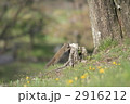 ニホンリス