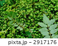 山椒