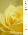 黄色い薔薇