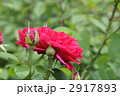 赤いバラ