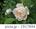 白い薔薇