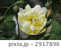 黄色い薔薇の花