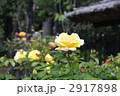 黄色いバラ