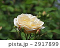 一輪の薔薇