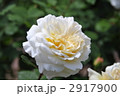 白いバラ