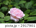 ピンクの薔薇