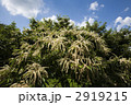 栗の花が咲き乱れる
