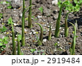 発芽したみょうが