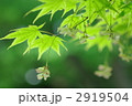 もみじの種子
