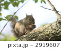 ニホンリス