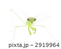 カマキリ