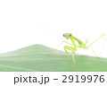 カマキリ