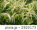 栗の花