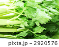 セロリアップベタ横位置