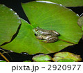 睡蓮の葉の上のトノサマガエル