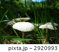 雨上がりに見つけたきのこです。