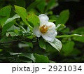 観音寺の樹齢１００年の沙羅双樹の木の花