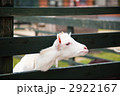 ヤギ