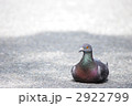 のんきな鳩