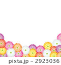 白バックのガーベラいっぱい