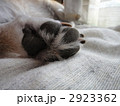 2923362