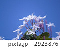 2923876