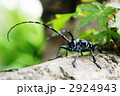 ゴマダラカミキリ