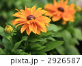 ルドベキア 新宿中央公園