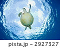 アオウミガメ