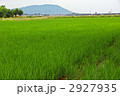 新潟県のたんぼです