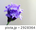 イングリッシュラベンダーのアップ