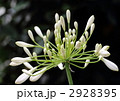 アガパンサスの花蕾