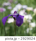2929024