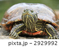 かめ