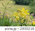 可睡ゆりの園・黄色いユリのアップ