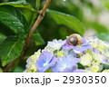 アジサイとカタツムリ