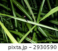 ゲンジボタル