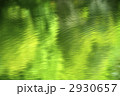 新緑の水面