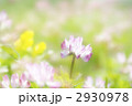 レンゲソウ