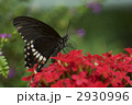 チョウチョ