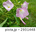 2931448