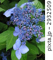 山紫陽花を生ける
