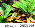 クロトン