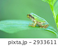 ニホンアマガエル