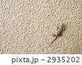 ヤモリ