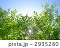 木陰