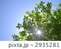 木陰
