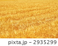 素材ナンバー 2935299 : 「麦畑」