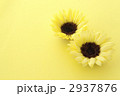 向日葵