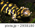 タイガーサラマンダー